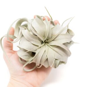 Air Plant Shop 3 Pack Mini Tillandsia Xerographica- Wholesale and Bulk - Succulents - Live Tillandsia - Easy Care Indoor and Outdoor House Plants