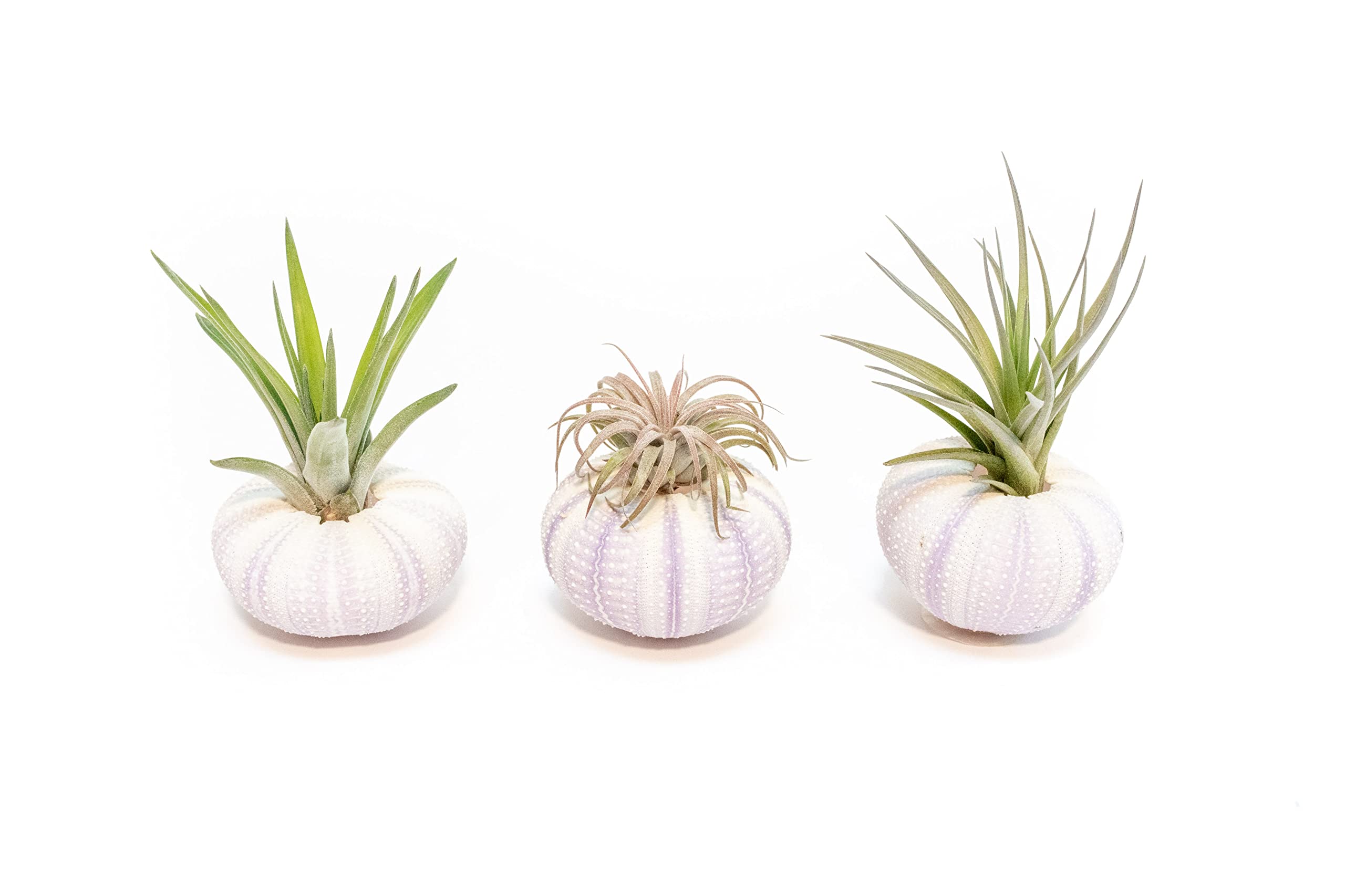 Air Plant Shop 3 Pack Purple Sea Urchins with Assorted Air Plants - Succulents - Live Tillandsia - Easy Care Indoor and Outdoor House Plants