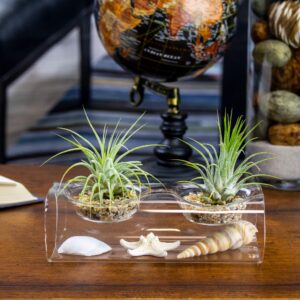 NW Wholesaler - Live Tillandsia Air Plants with Tea Light Glass Display and Sea Shells Decoration - Tillandsia Air Plants with GlassVase Holder for Home Décor, Office, and Home Garden