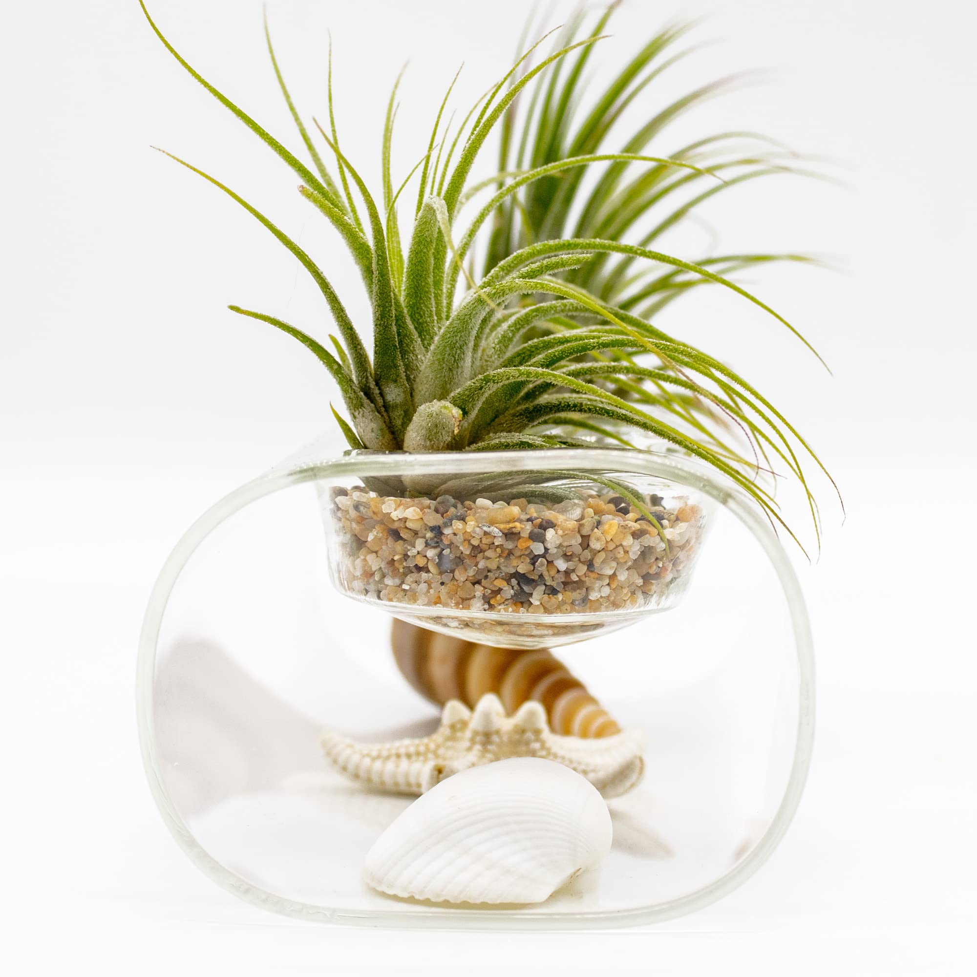 NW Wholesaler - Live Tillandsia Air Plants with Tea Light Glass Display and Sea Shells Decoration - Tillandsia Air Plants with GlassVase Holder for Home Décor, Office, and Home Garden