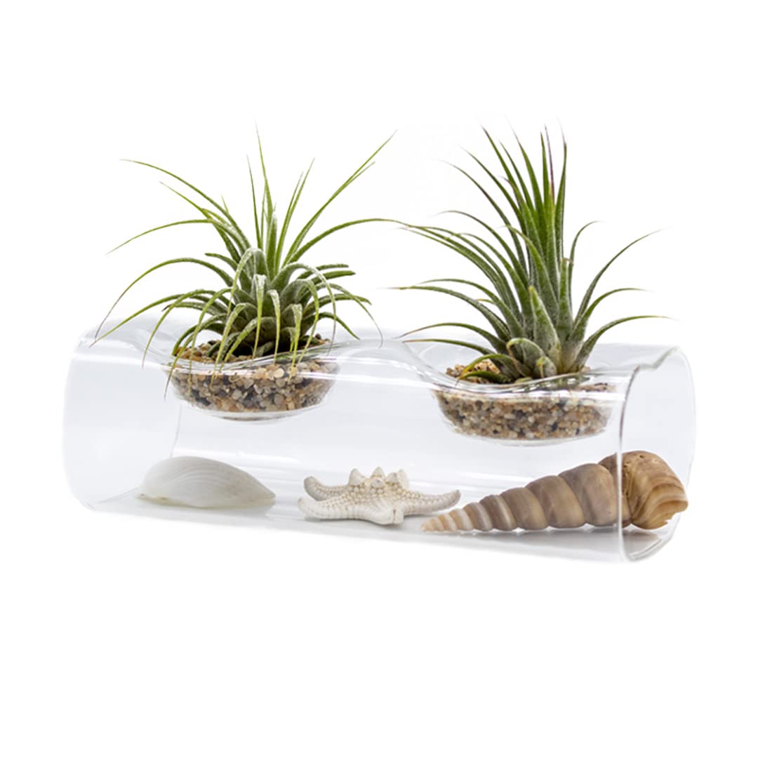 NW Wholesaler - Live Tillandsia Air Plants with Tea Light Glass Display and Sea Shells Decoration - Tillandsia Air Plants with GlassVase Holder for Home Décor, Office, and Home Garden