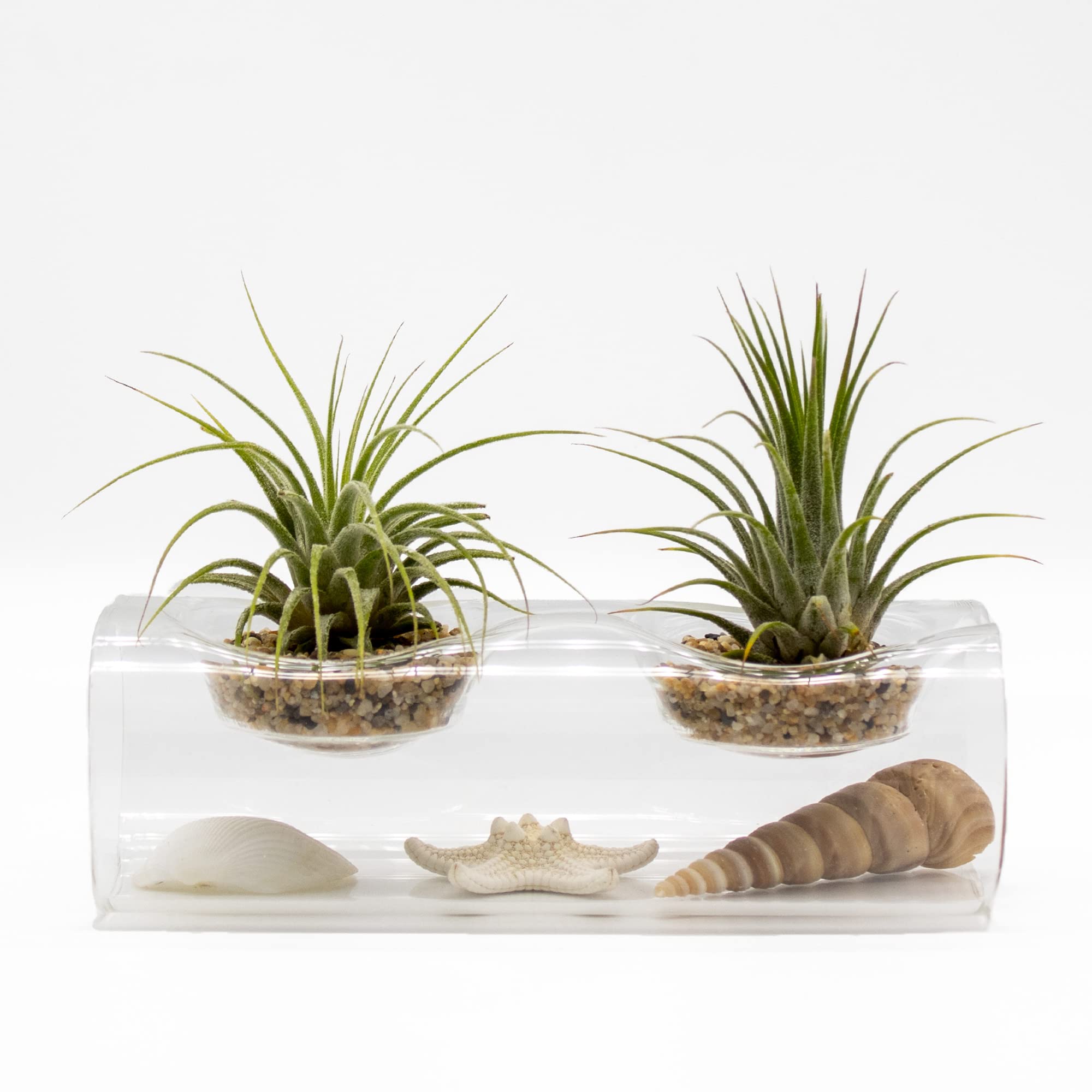 NW Wholesaler - Live Tillandsia Air Plants with Tea Light Glass Display and Sea Shells Decoration - Tillandsia Air Plants with GlassVase Holder for Home Décor, Office, and Home Garden