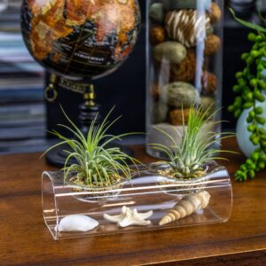 NW Wholesaler - Live Tillandsia Air Plants with Tea Light Glass Display and Sea Shells Decoration - Tillandsia Air Plants with GlassVase Holder for Home Décor, Office, and Home Garden