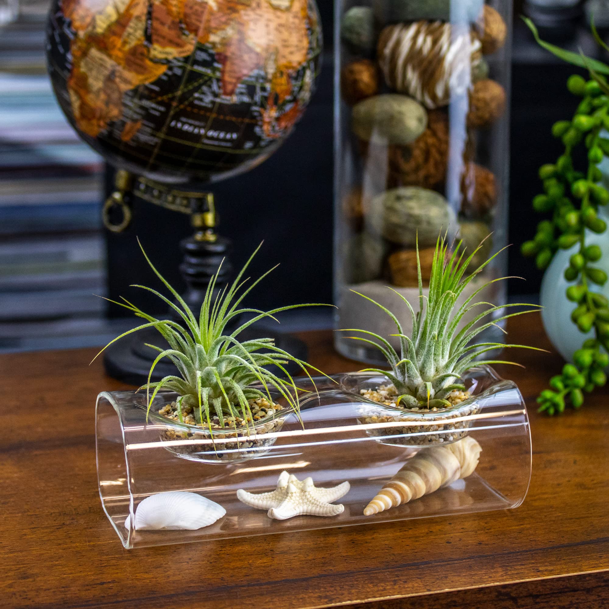 NW Wholesaler - Live Tillandsia Air Plants with Tea Light Glass Display and Sea Shells Decoration - Tillandsia Air Plants with GlassVase Holder for Home Décor, Office, and Home Garden