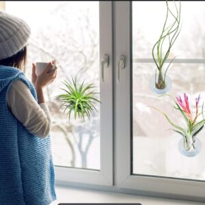 40 Pack Air Plant Stand Holder Tillandsia Airplant Container with Suction Cup Tabletop Planter Display Racks for Hanging Tillandsia House Plants