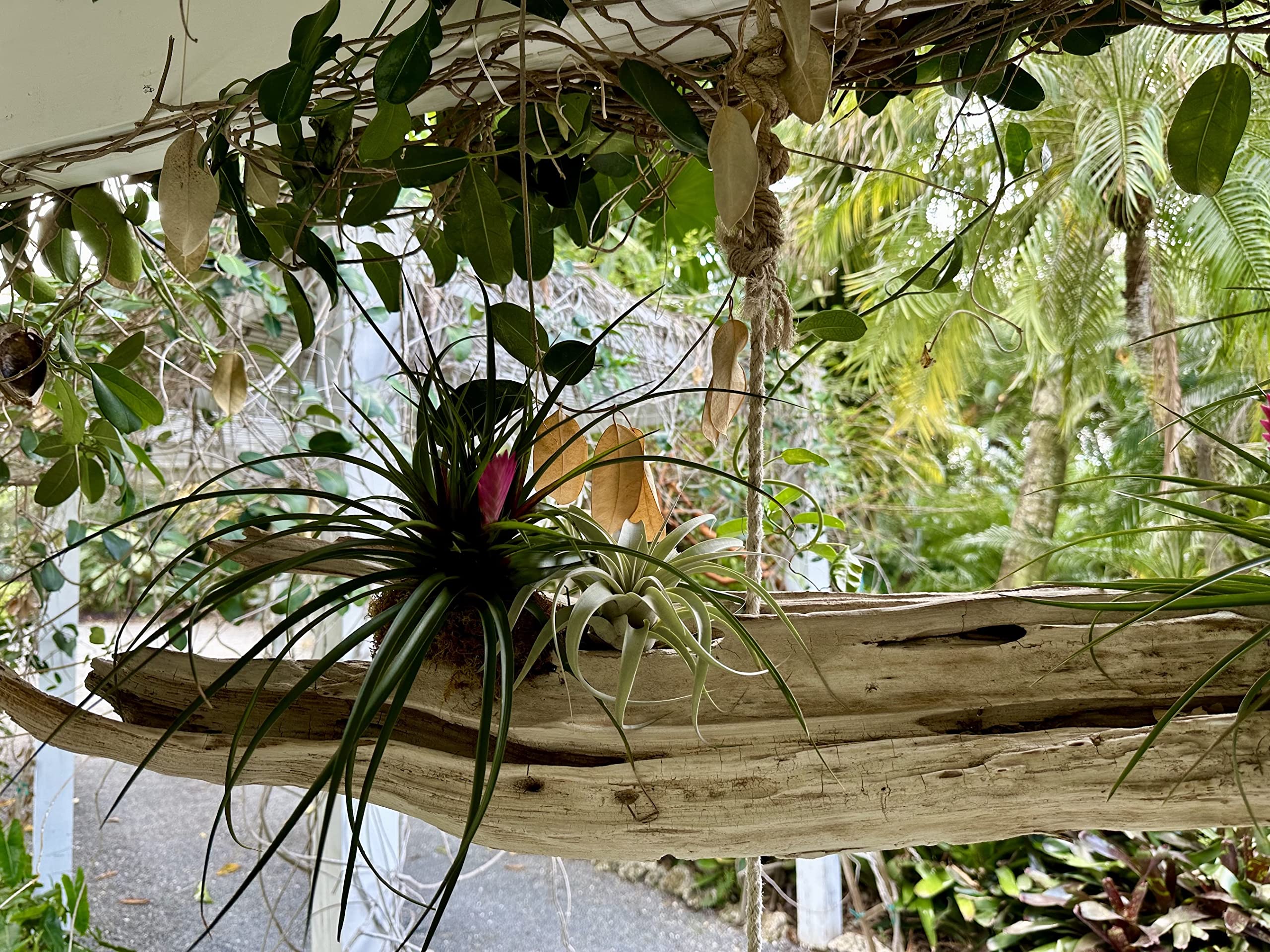 ragnaroc Live Air Plants – Flowering Tillandsia Cyanea, Giant 15-18" - 1ct - Live Arrival Guaranteed - House Plants for Home Decor & Gift