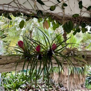 ragnaroc Live Air Plants – Flowering Tillandsia Cyanea, Giant 15-18" - 1ct - Live Arrival Guaranteed - House Plants for Home Decor & Gift