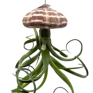 BubbleBlooms Large Tillandsia Jellyfish, Big Hanging air Plant with Seashell