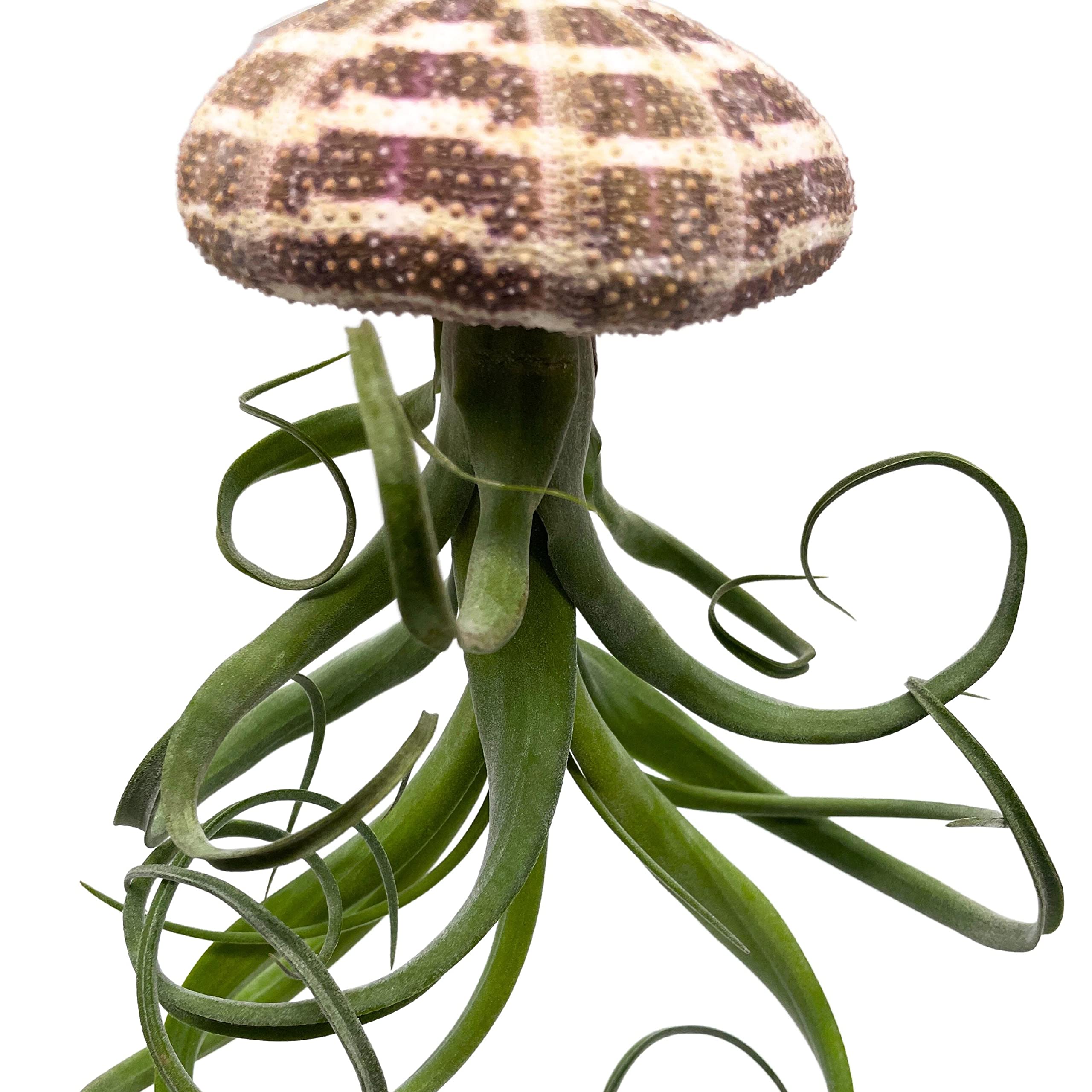 BubbleBlooms Large Tillandsia Jellyfish, Big Hanging air Plant with Seashell