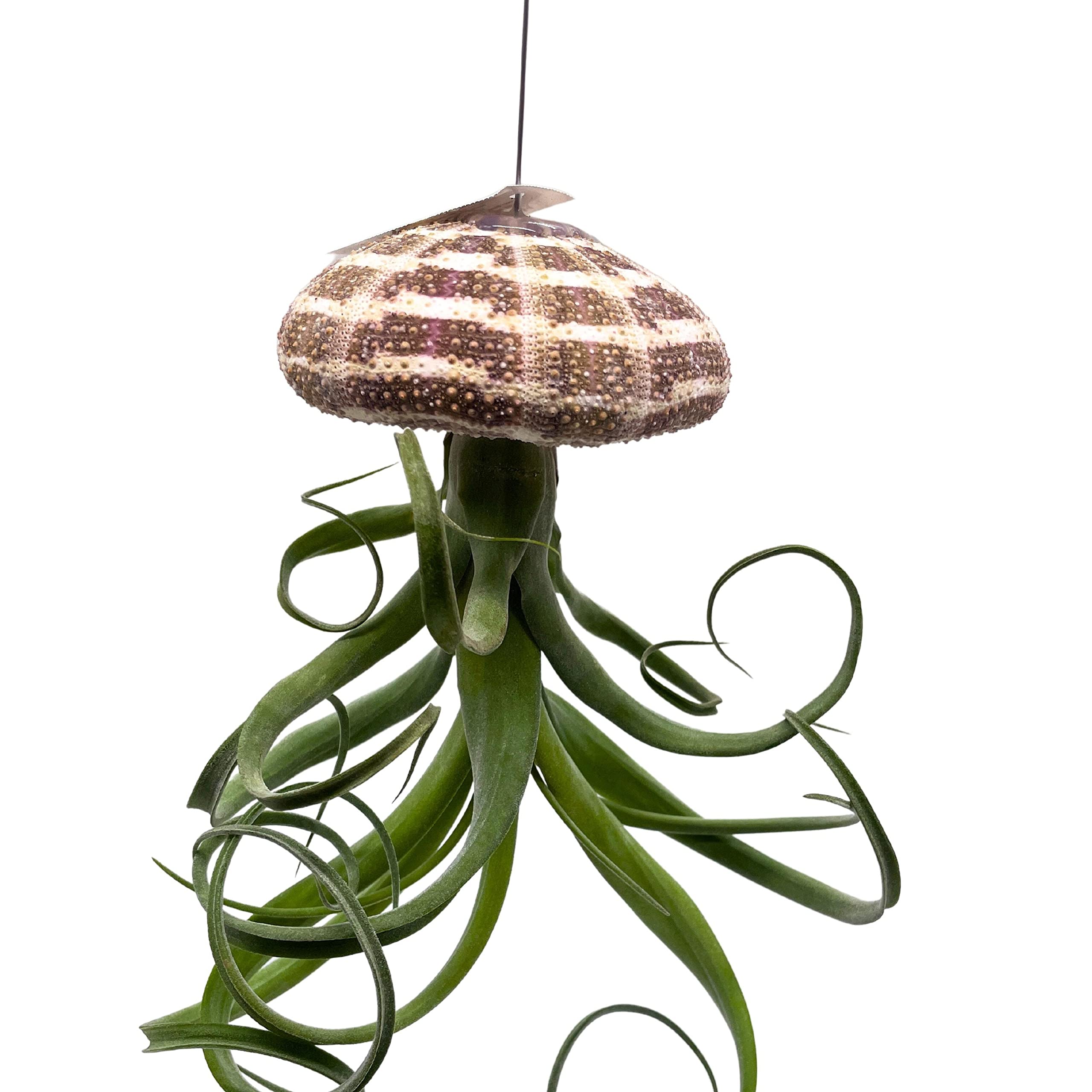 BubbleBlooms Large Tillandsia Jellyfish, Big Hanging air Plant with Seashell