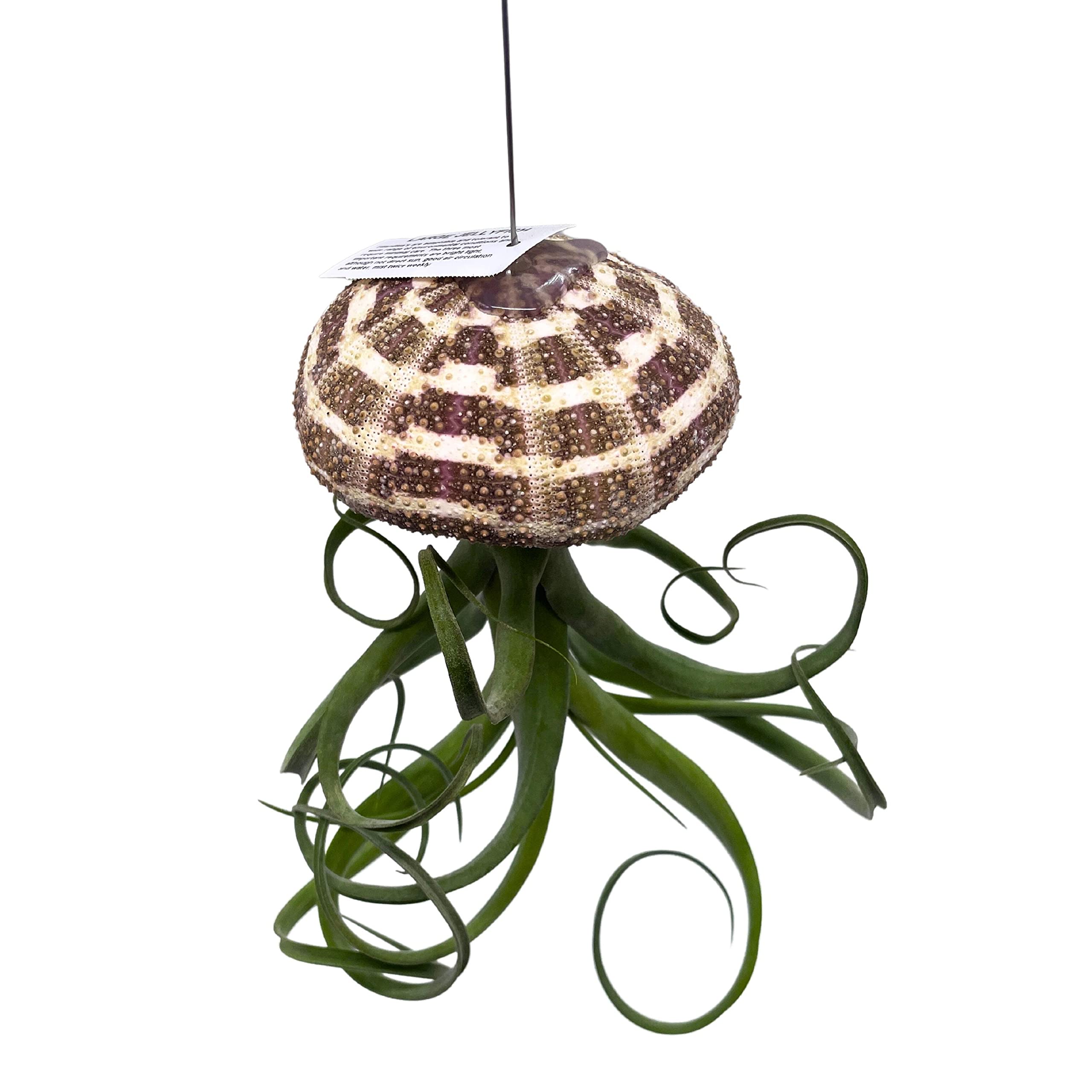 BubbleBlooms Large Tillandsia Jellyfish, Big Hanging air Plant with Seashell