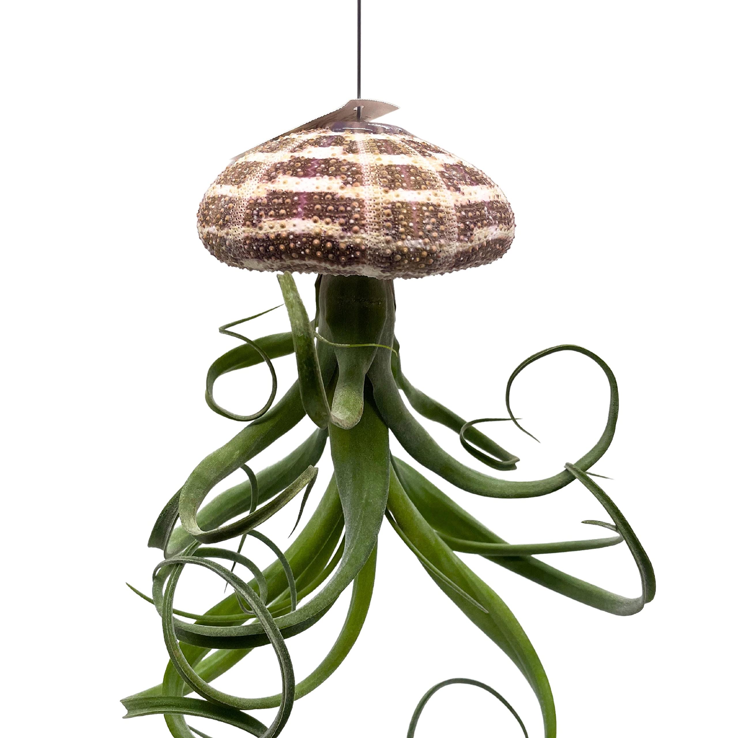 BubbleBlooms Large Tillandsia Jellyfish, Big Hanging air Plant with Seashell