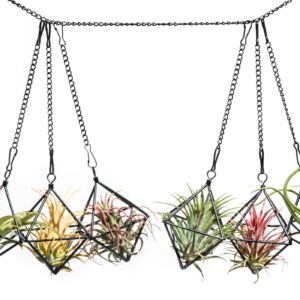 libproqia Small Air Plants Holders Black Hanging Airplants Hangers Iron Wire Airferns Display Frame Geometric Tillandsia Air Planter with Chains for Wall Mounted Himmeli Decor 6pcs(No Plants)