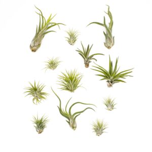 nw wholesaler - set of 12 assorted live tillandsia ionantha air plants - variety pack of tillandsia air plants for terrariums, hanging planters, and home decor - bulk air plants - indoor house plants