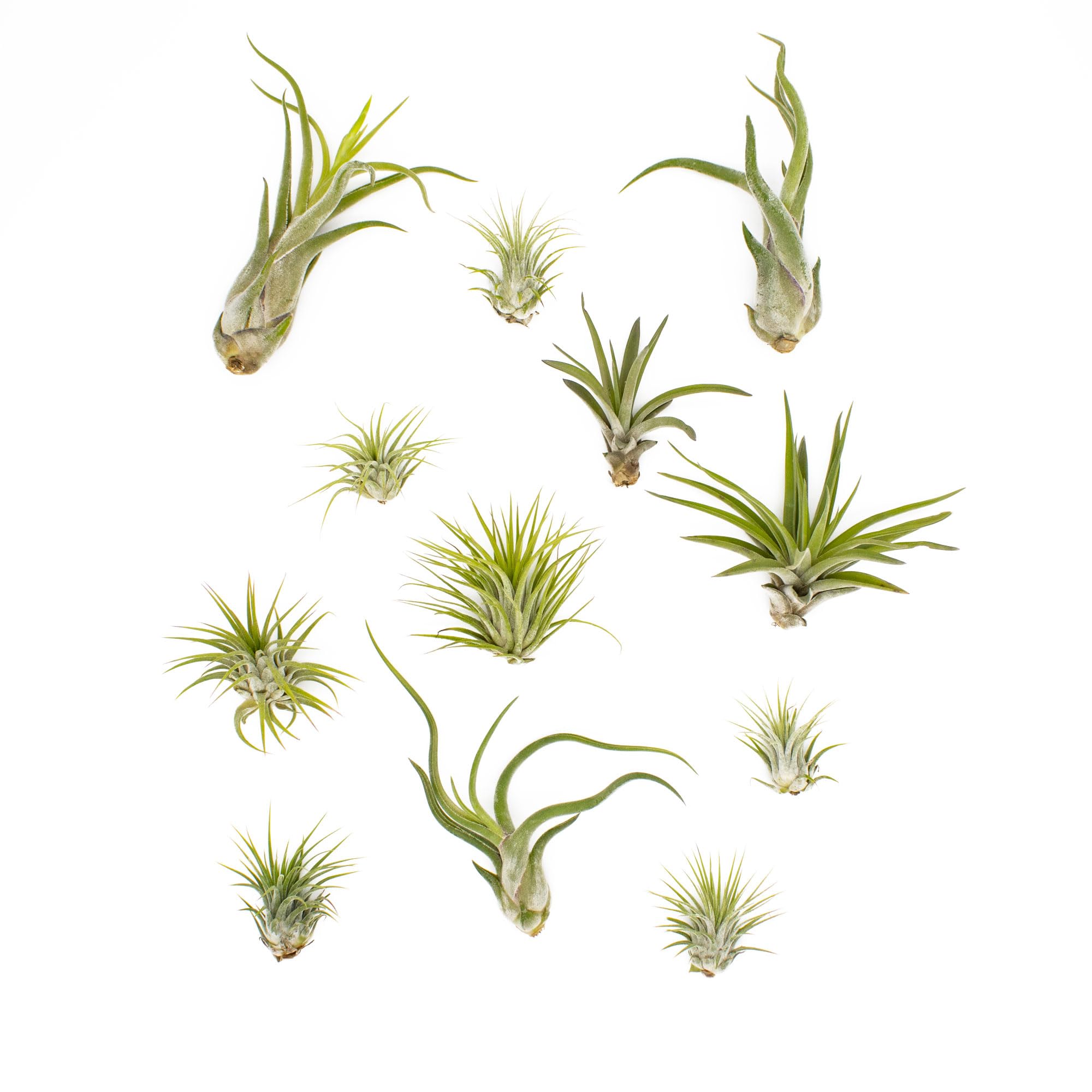 NW Wholesaler - Set of 12 Assorted Live Tillandsia Ionantha Air Plants - Variety pack of Tillandsia Air Plants for Terrariums, Hanging Planters, and Home Decor - Bulk Air Plants - Indoor House Plants