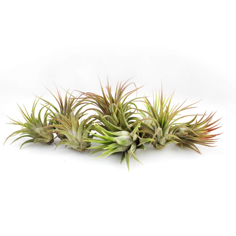 NW Wholesaler - Set of 12 Assorted Live Tillandsia Ionantha Air Plants - Variety pack of Tillandsia Air Plants for Terrariums, Hanging Planters, and Home Decor - Bulk Air Plants - Indoor House Plants