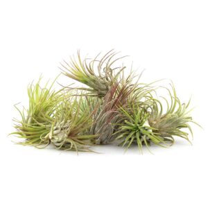 NW Wholesaler - Set of 12 Assorted Live Tillandsia Ionantha Air Plants - Variety pack of Tillandsia Air Plants for Terrariums, Hanging Planters, and Home Decor - Bulk Air Plants - Indoor House Plants