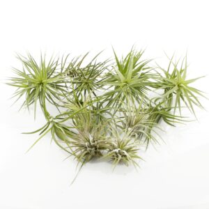 NW Wholesaler - Set of 12 Assorted Live Tillandsia Ionantha Air Plants - Variety pack of Tillandsia Air Plants for Terrariums, Hanging Planters, and Home Decor - Bulk Air Plants - Indoor House Plants