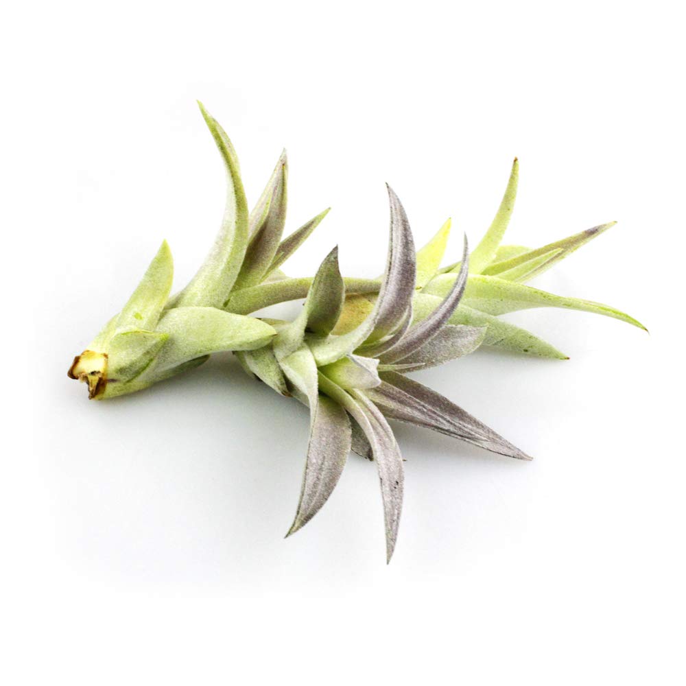 NW Wholesaler - Assorted Collection of 5 Live Tillandsia Air Plants and Air Plant Food - Live Indoor Air Plant Variety Bundle, Succulent Air Plant Bundle, Shop Air Plant Bundles