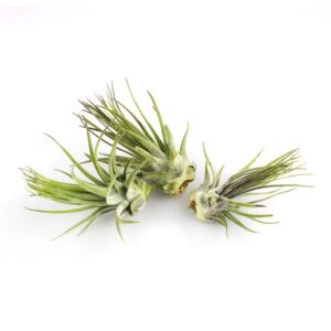 NW Wholesaler - Assorted Collection of 5 Live Tillandsia Air Plants and Air Plant Food - Live Indoor Air Plant Variety Bundle, Succulent Air Plant Bundle, Shop Air Plant Bundles