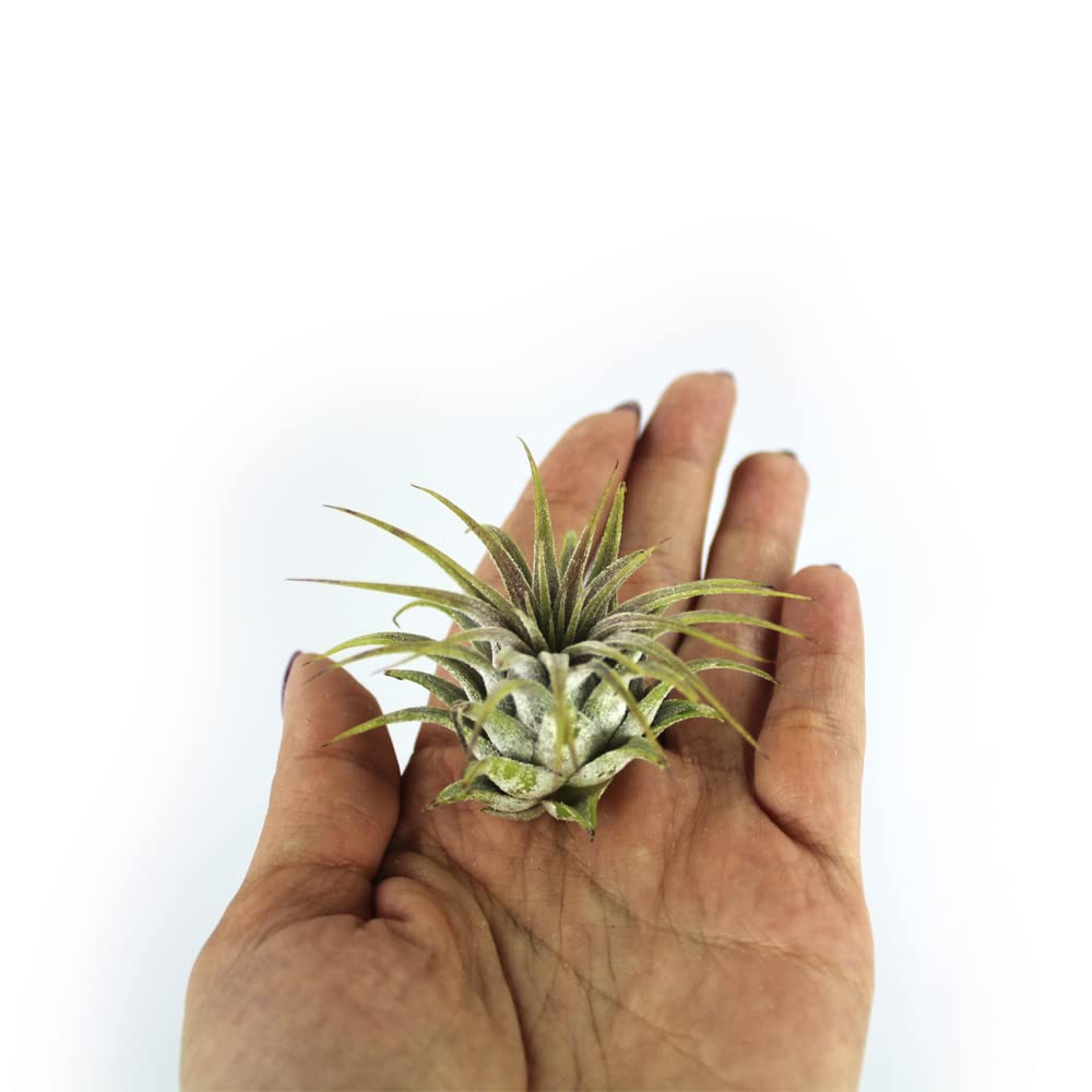 3 Inch Mini Glass Jar DIY Terrarium Kit with Live Tillandsia Ionantha Air Plant, Sand, Colored Sea Glass and Miniature Figurine for Indoor Gardens and Home Décor (Crane)