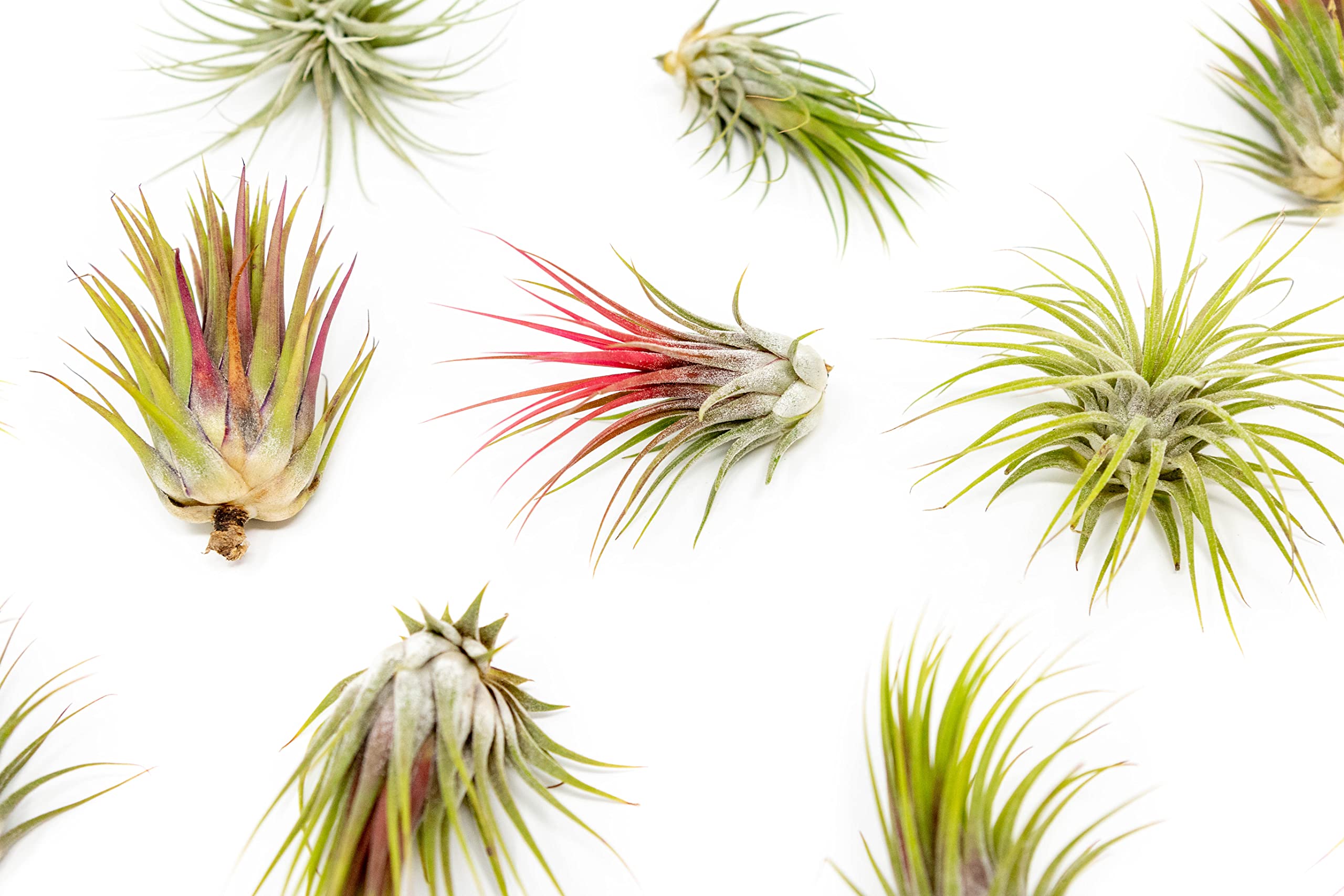 50 Pack Large Air Plants Tillandsia Ionantha Guatemala - Live Succulent House Plants - Available in Wholesale and Bulk - Home and Garden Decor - Easy Care Indoor and Outdoor Plants