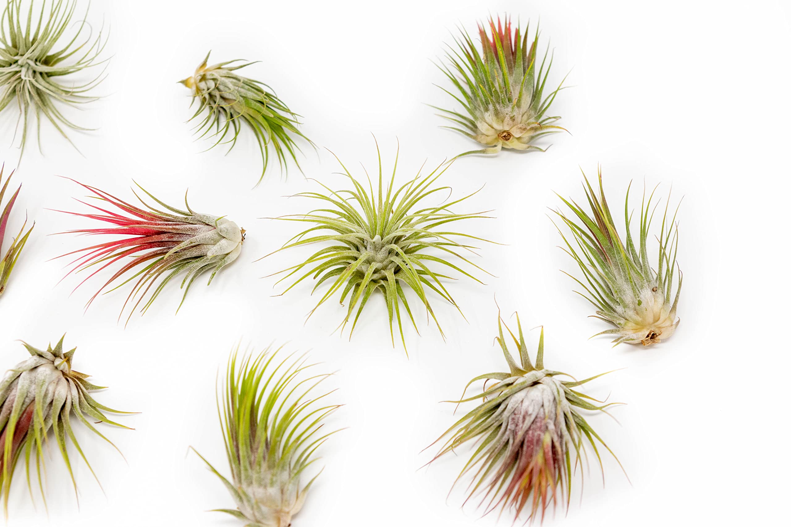 50 Pack Large Air Plants Tillandsia Ionantha Guatemala - Live Succulent House Plants - Available in Wholesale and Bulk - Home and Garden Decor - Easy Care Indoor and Outdoor Plants