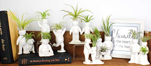 3.25 Inch White Ceramic Meditating Person Shaped Planter with Live Tillandsia Air Plant - Potted Indoor Air Plants for Home and Office Decor