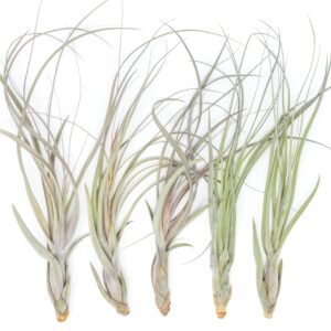 Air Plant Shop 5 Pack XL Tillandsia Balbisiana - Wholesale and Bulk - Succulents - Live Tillandsia - Easy Care Indoor and Outdoor House Plants