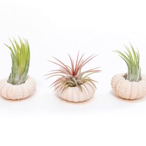 Air Plant Shop 3 Pack Pink Urchins with Assorted Air Plants- Wholesale and Bulk - Succulents - Live Tillandsia - Easy Care Indoor and Outdoor House Plants