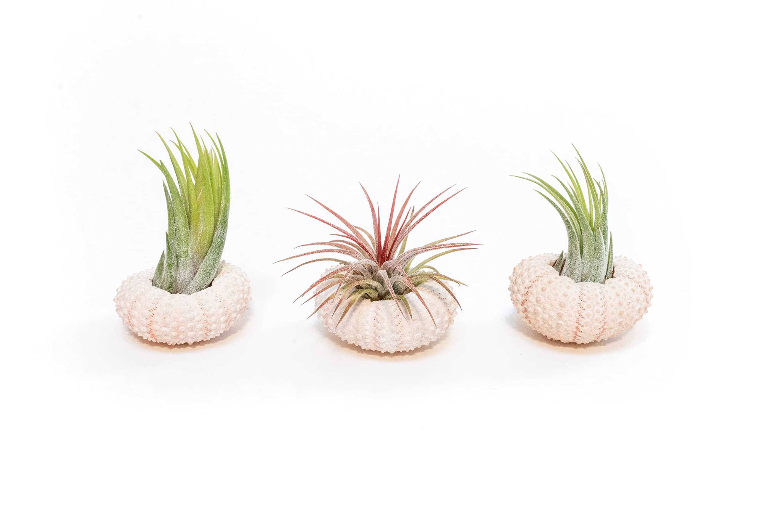 Air Plant Shop 3 Pack Pink Urchins with Assorted Air Plants- Wholesale and Bulk - Succulents - Live Tillandsia - Easy Care Indoor and Outdoor House Plants