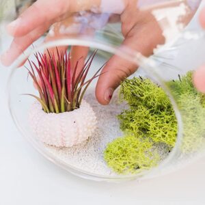 Air Plant Shop 3 Pack Pink Urchins with Assorted Air Plants- Wholesale and Bulk - Succulents - Live Tillandsia - Easy Care Indoor and Outdoor House Plants