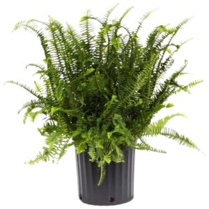 American Plant Exchange Kimberly Queen Fern Indoor/Outdoor Air Purifier Live, 3 Gallon, 1.5Ft Plant Height