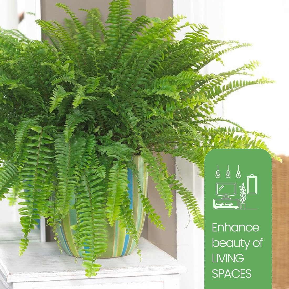 American Plant Exchange Kimberly Queen Fern Indoor/Outdoor Air Purifier Live, 3 Gallon, 1.5Ft Plant Height