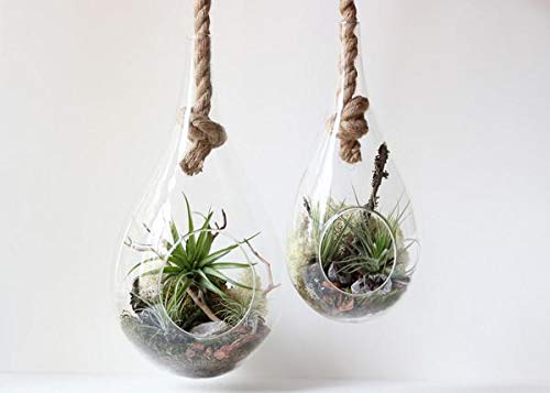 WGV Hanging Planter Terrarium, Width 6", Height 11", DIY Clear Glass Succulents Air Teardrop Floral Container (Including Rope), Candle Holder Vase for Outdoor Indoor Decor, 1 Piece