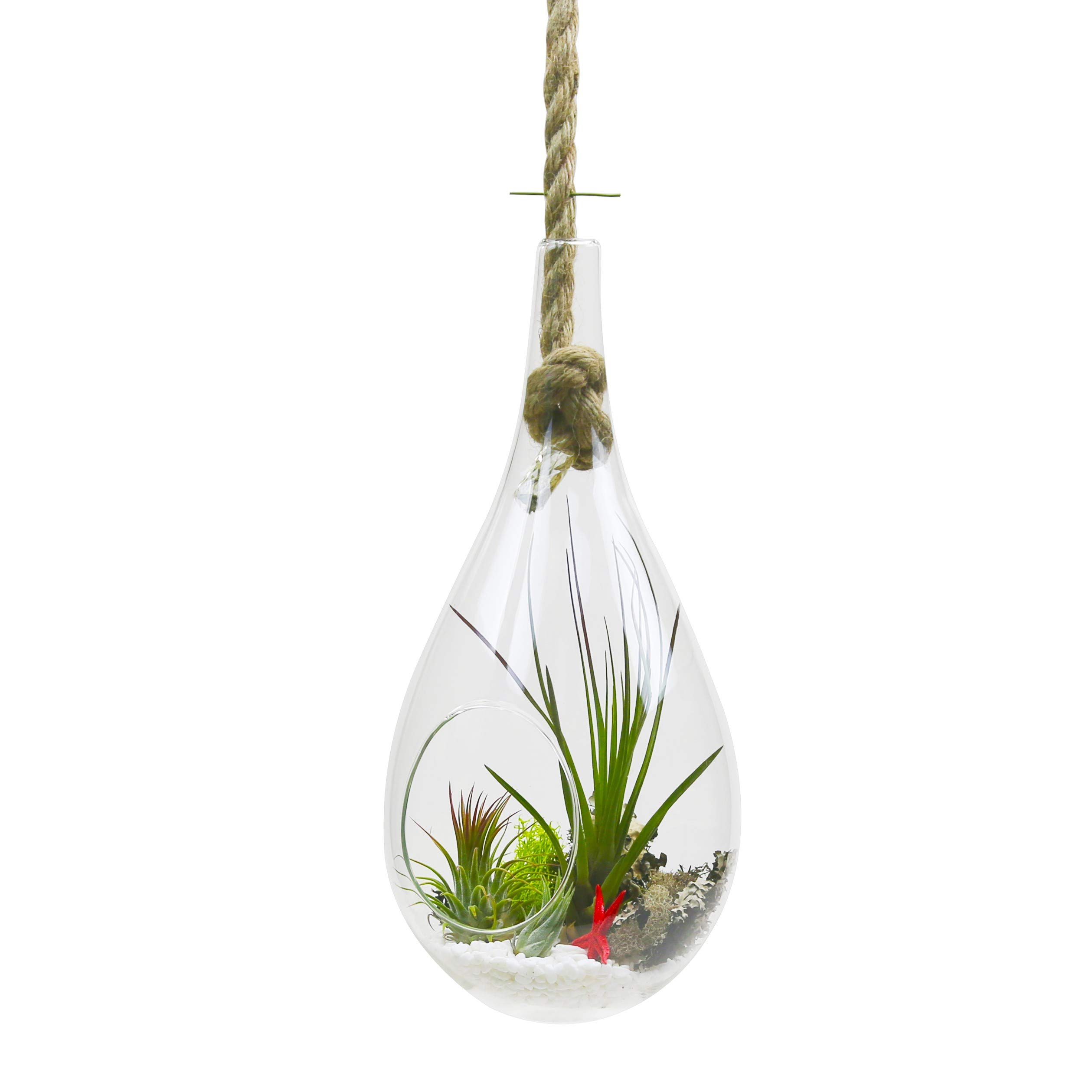 WGV Hanging Planter Terrarium, Width 6", Height 11", DIY Clear Glass Succulents Air Teardrop Floral Container (Including Rope), Candle Holder Vase for Outdoor Indoor Decor, 1 Piece