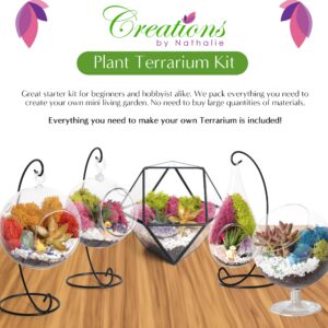 Creations by Nathalie – Premium Small DIY Succulent, Cactus, or Air Plant Terrarium Kit with Soil, Moss, Pebbles, Terrarium Tools, Amethyst Gem, Crystal Chips - Handmade in USA