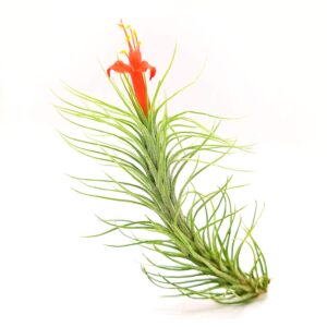 the drunken gnome funkiana air plant pack tillandsia live easy flowering houseplants for indoor garden office or terrarium choose 3 pack 5 pack or 10 pack sizes small to large (3 pack)