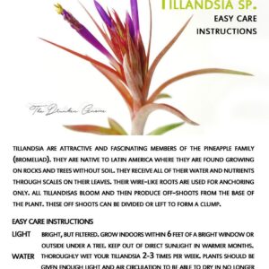 The Drunken Gnome Funkiana Air Plant Pack Tillandsia Live Easy Flowering Houseplants for Indoor Garden Office or Terrarium Choose 3 Pack 5 Pack or 10 Pack Sizes Small to Large (3 Pack)