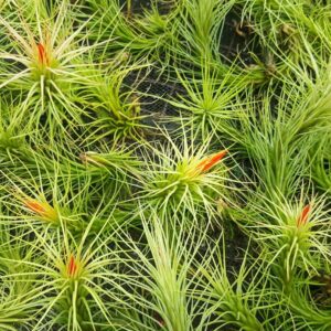 The Drunken Gnome Funkiana Air Plant Pack Tillandsia Live Easy Flowering Houseplants for Indoor Garden Office or Terrarium Choose 3 Pack 5 Pack or 10 Pack Sizes Small to Large (3 Pack)