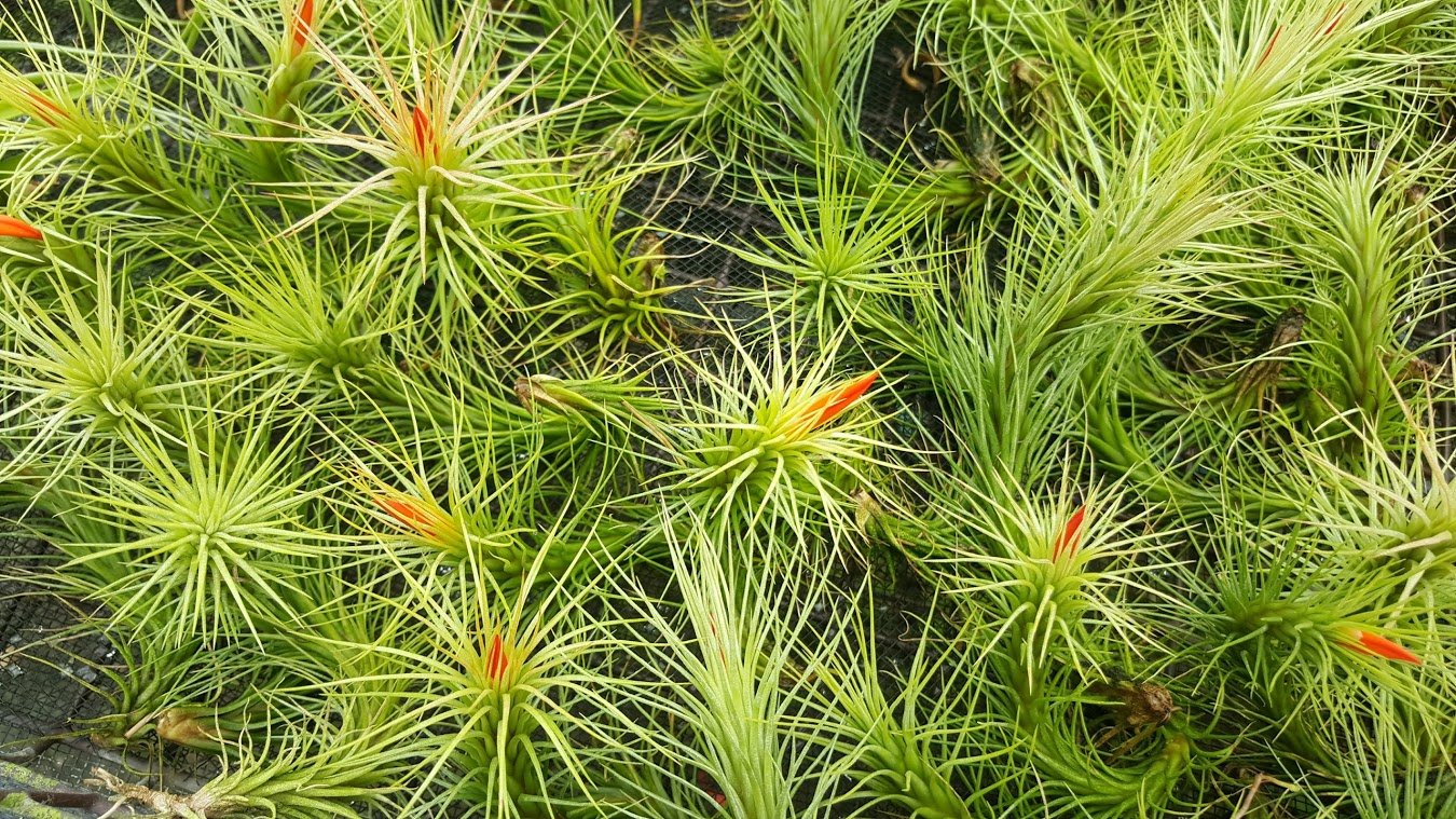 The Drunken Gnome Funkiana Air Plant Pack Tillandsia Live Easy Flowering Houseplants for Indoor Garden Office or Terrarium Choose 3 Pack 5 Pack or 10 Pack Sizes Small to Large (3 Pack)