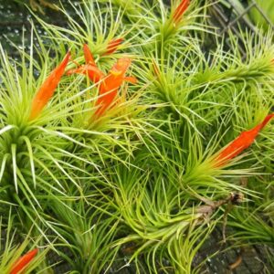 The Drunken Gnome Funkiana Air Plant Pack Tillandsia Live Easy Flowering Houseplants for Indoor Garden Office or Terrarium Choose 3 Pack 5 Pack or 10 Pack Sizes Small to Large (3 Pack)