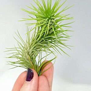 The Drunken Gnome Funkiana Air Plant Pack Tillandsia Live Easy Flowering Houseplants for Indoor Garden Office or Terrarium Choose 3 Pack 5 Pack or 10 Pack Sizes Small to Large (3 Pack)