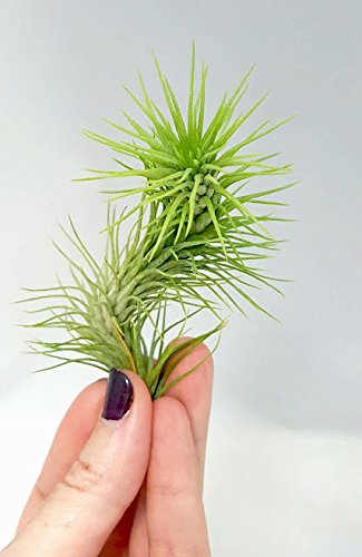 The Drunken Gnome Funkiana Air Plant Pack Tillandsia Live Easy Flowering Houseplants for Indoor Garden Office or Terrarium Choose 3 Pack 5 Pack or 10 Pack Sizes Small to Large (3 Pack)