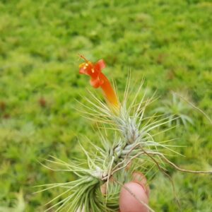 The Drunken Gnome Funkiana Air Plant Pack Tillandsia Live Easy Flowering Houseplants for Indoor Garden Office or Terrarium Choose 3 Pack 5 Pack or 10 Pack Sizes Small to Large (3 Pack)