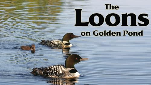 The Loons On Golden Pond