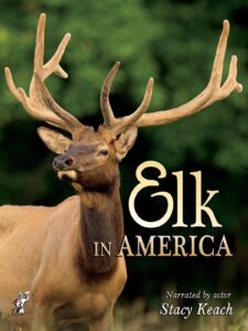 elk in america