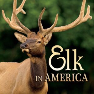 Elk in America