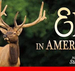 Elk in America