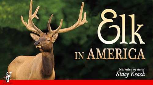 Elk in America